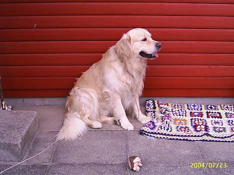 Golden retriever Leregårdens Unusual Uwe  - Her er vi på sommerferie .... billede 6