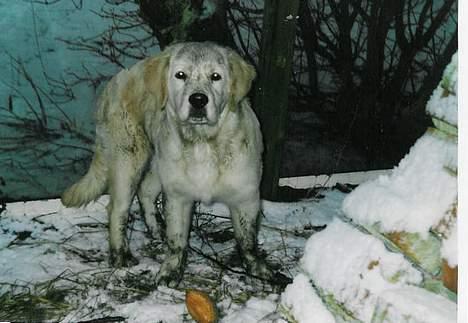 Golden retriever Leregårdens Unusual Uwe  - puhea hvor er jeg beskidt billede 7