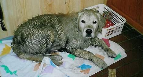 Golden retriever Leregårdens Unusual Uwe  billede 8