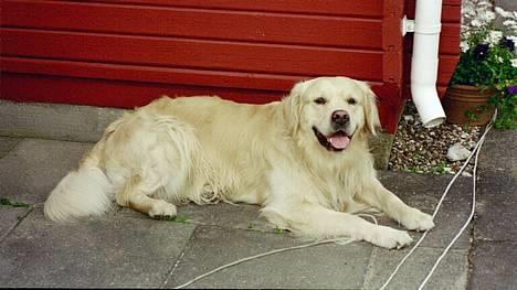 Golden retriever Leregårdens Unusual Uwe  billede 9