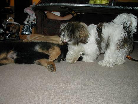 Lhasa apso Mille - Haha Gordon. Så kan du lære det:-)  billede 4