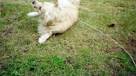 Golden retriever Leregårdens Unusual Uwe  - yeeppy nu skal vi lege... VuF vUf  billede 10