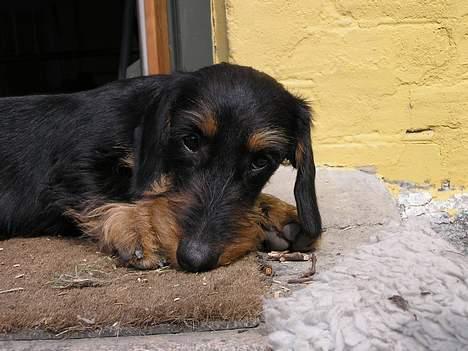 Gravhund Truska - Truska i solen på trappestenen billede 4