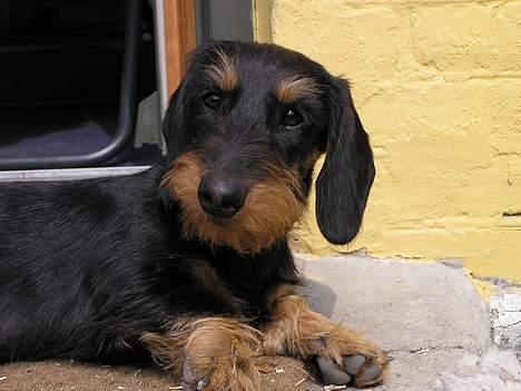 Gravhund Truska - Talking to me?? billede 5