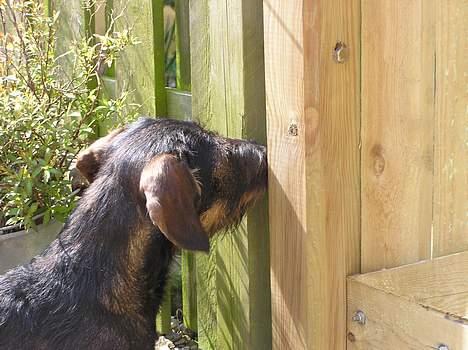 Gravhund Truska - Truska´s ven Basso, der kigger gennem hegnet billede 6