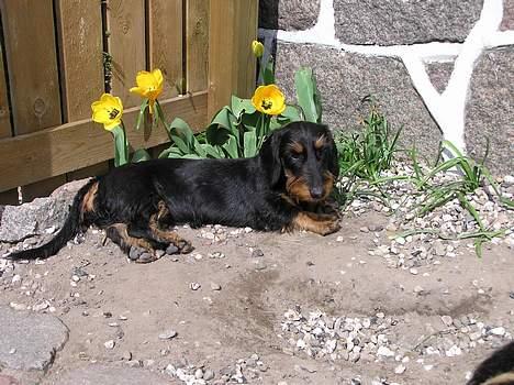 Gravhund Truska - Forårsbillede - endelig sol billede 7