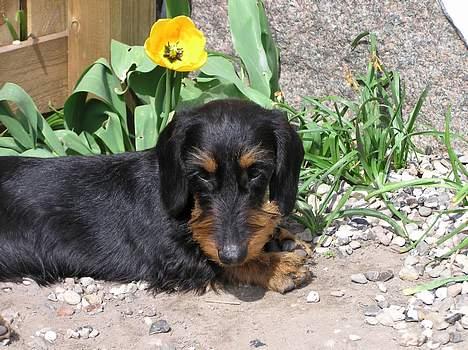 Gravhund Truska - More sunshine :o) billede 8