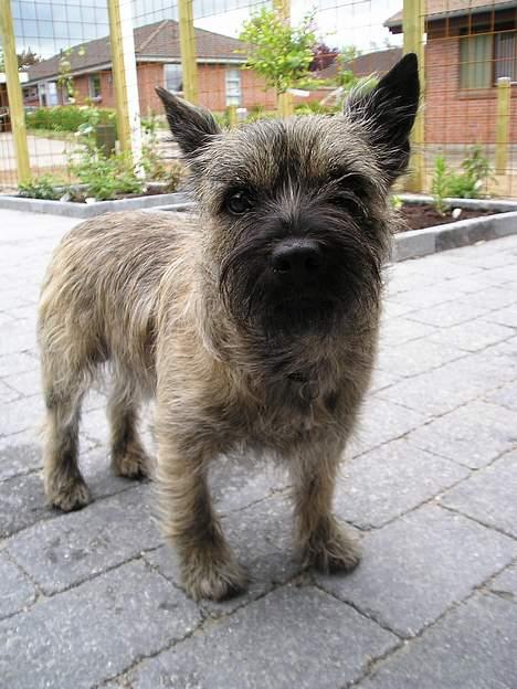Cairn terrier Muffy - Uskyldig..! billede 1