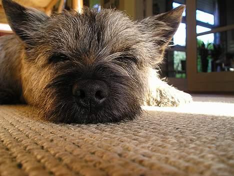 Cairn terrier Muffy - Sød ik? billede 2