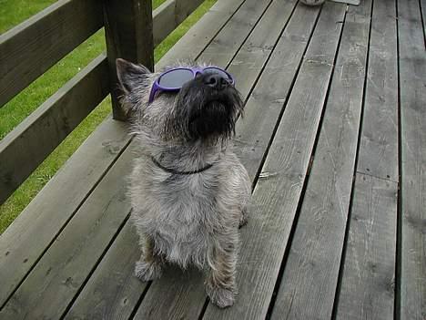 Cairn terrier Muffy - Blærerøv..! billede 3