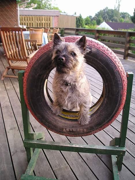 Cairn terrier Muffy - Muffy i sin ring...! billede 4
