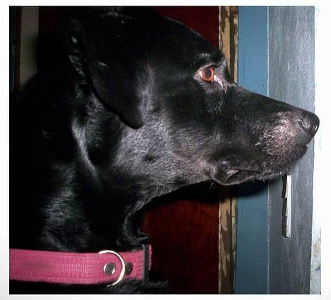 Blanding af racer Katja - Katja-pus billede 9