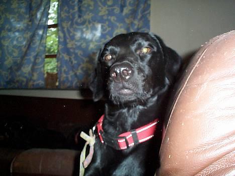 Blanding af racer Katja - HA! Det er mig der har lænestolen :P billede 10