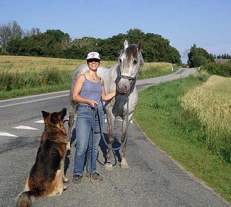 Schæferhund Samson - Evitaaaa - jeg kan også godt lige dig billede 7