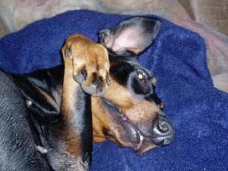 Dobermann Dina (22/02/98-24/09-07) - At hygge sig i sofaen er sagen billede 6