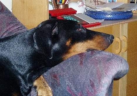 Dobermann Dina (22/02/98-24/09-07) - æv, hvor jeg keder mig...Skal vi snart ud og træne billede 7