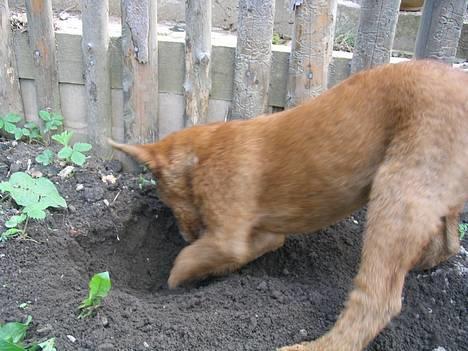 Irsk terrier Jeffi 13/2 - Jeffi graver kødben ned i vores have :o)  billede 9