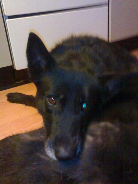 Blanding af racer PepSi billede 1