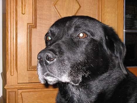 Labrador retriever Max *Aflivet* ;( - Tag så det billede, jeg kan jo ikke blive ved med at sidde stille. billede 1