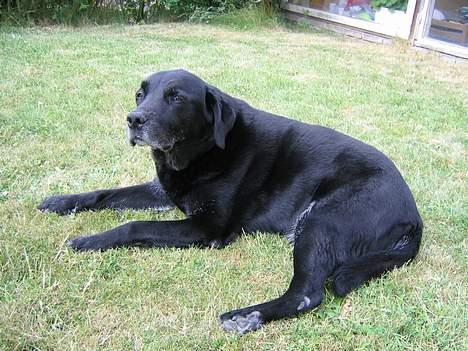 Labrador retriever Max *Aflivet* ;( - Det er dejligt at ligge og tage sol. billede 2