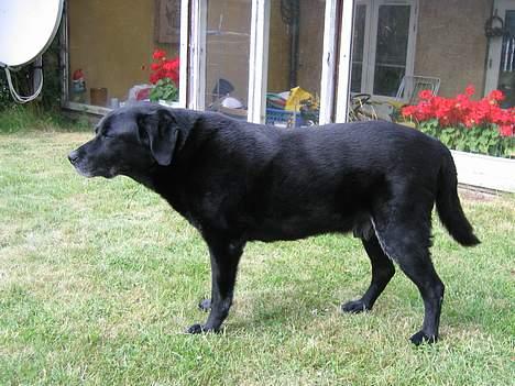 Labrador retriever Max *Aflivet* ;( - Jeg kan også sove ståede. billede 3