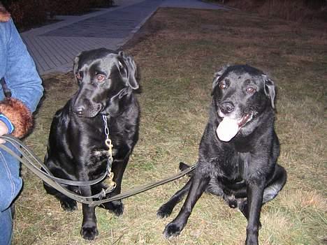 Labrador retriever Max *Aflivet* ;( - Max og hans gå tur ven Sofie. billede 4