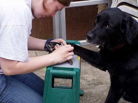 Labrador retriever Max *Aflivet* ;( - Man er vel fin, og så skal poterne også være det. billede 5
