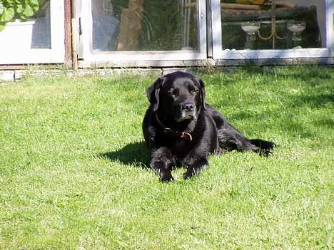 Labrador retriever Max *Aflivet* ;( - Sikke et godt hundeliv jeg har, jeg nyder at ligge her i solen. billede 6