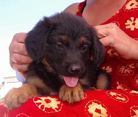 Schæferhund Samson - Her er så Mini Samson billede 8