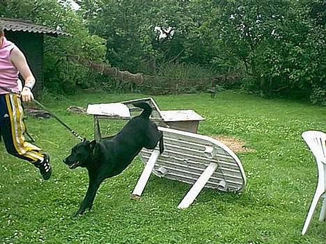 Labrador retriever Max *Aflivet* ;( - Det her er fra 2000, hvor han stadig kunne springe. billede 8