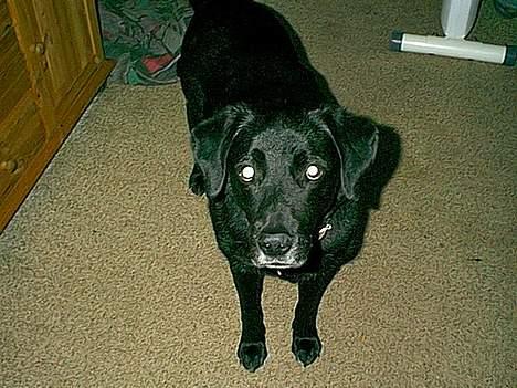 Labrador retriever Max *Aflivet* ;( - Jeg kan godt være opmærksom, hvis jeg vil. billede 9