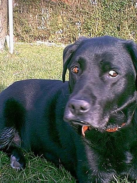 Labrador retriever Max *Aflivet* ;( - Hvem sagde det??  billede 10
