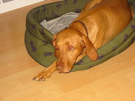 Vizsla Ikki - Det er så ikki hehe den er inde i mit værelse i sin Kurv på gulvet (Måske har den på nogen af billederne røde øjne men det er bare mit kamera) billede 1