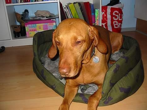 Vizsla Ikki - her er ikki så igen inde på mit værelse hehe billede 2