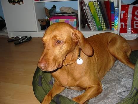 Vizsla Ikki - ikki tænker på sin kæreste Plet som orz er her inde under Malene D billede 4