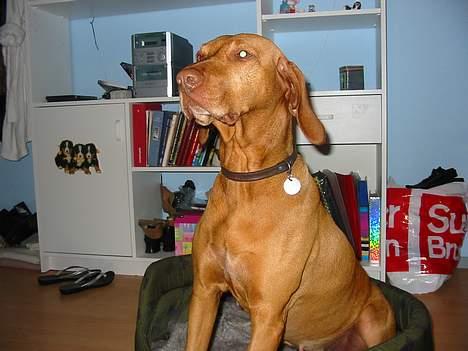 Vizsla Ikki - uuhhh jeg tror det ligger noget godt deroppe hehe billede 3