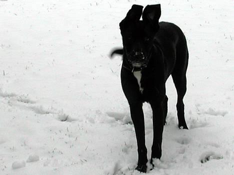 Blanding af racer Sara - Sara som grimling i sneen billede 1