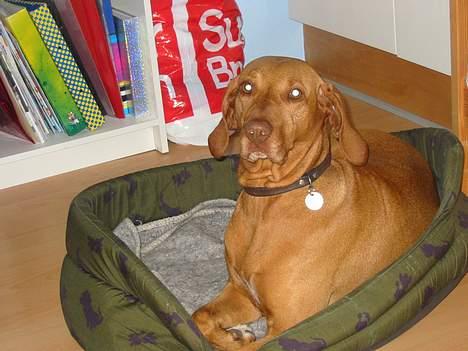 Vizsla Ikki billede 6