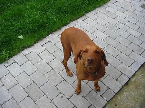 Vizsla Ikki billede 7