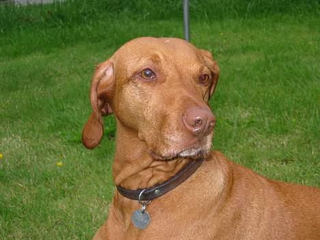 Vizsla Ikki billede 8