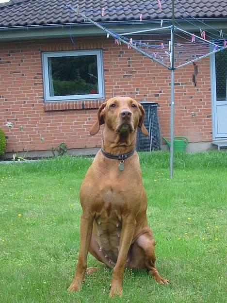 Vizsla Ikki billede 9