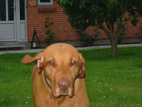Vizsla Ikki - her kommer Ikki løbende billede 5