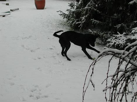 Blanding af racer Sara - Sara igang med sin yndlingsbeskæftigelse: At lege med bold!!! billede 2
