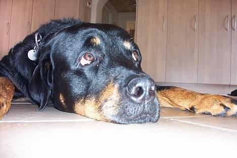 Rottweiler Balder billede 7