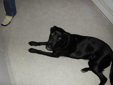 Blanding af racer Sara - Vi tager lige en lur foran ovnen mens mor laver mad... billede 3