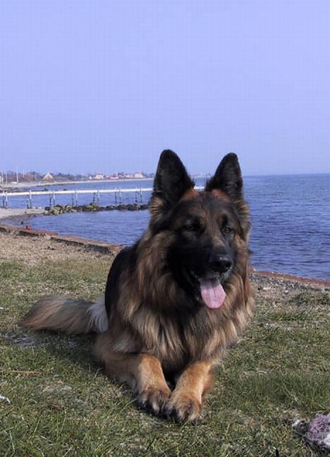 Schæferhund Samson - Smid lige den pinde igen billede 10