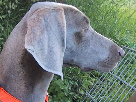 Weimaraner HOT SHOOT´S DITTO HD-A - Ditto billede 2