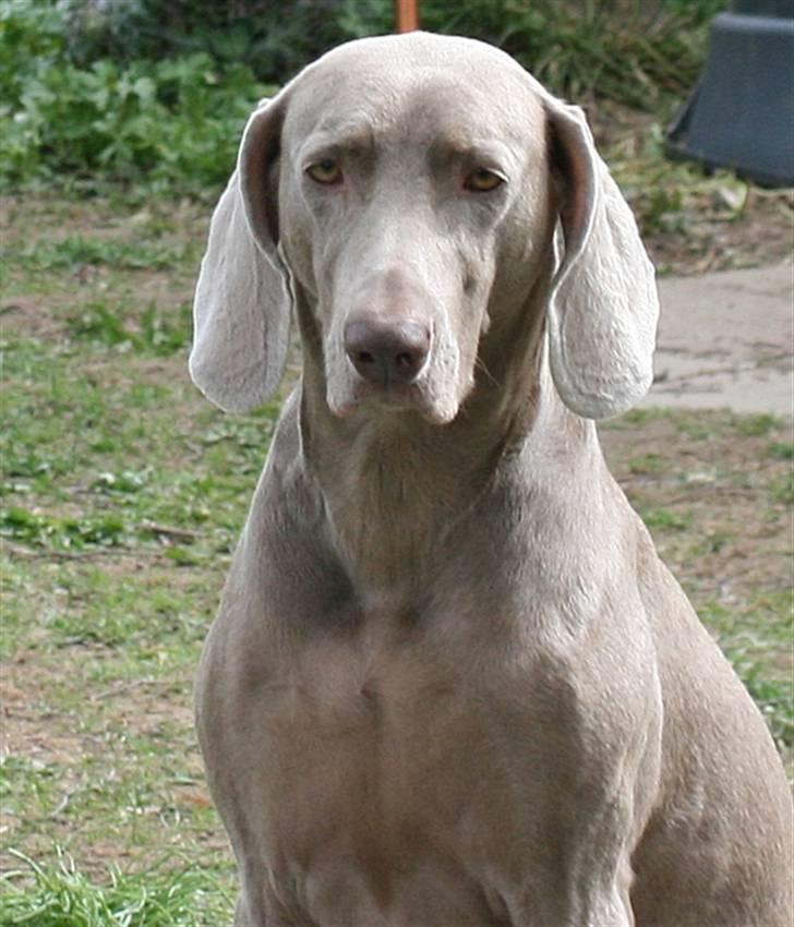 Weimaraner HOT SHOOT´S DITTO HD-A - Dronningen er fyldt 7 år nu billede 4