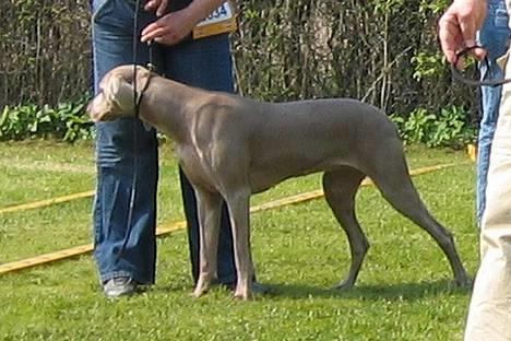 Weimaraner HOT SHOOT´S DITTO HD-A - UDSTILLING HILLERØD 7 MAJ 2006 - BIR 2 M CK OG RES CACIB........................... billede 5