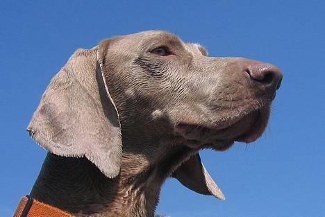 Weimaraner HOT SHOOT´S DITTO HD-A billede 6